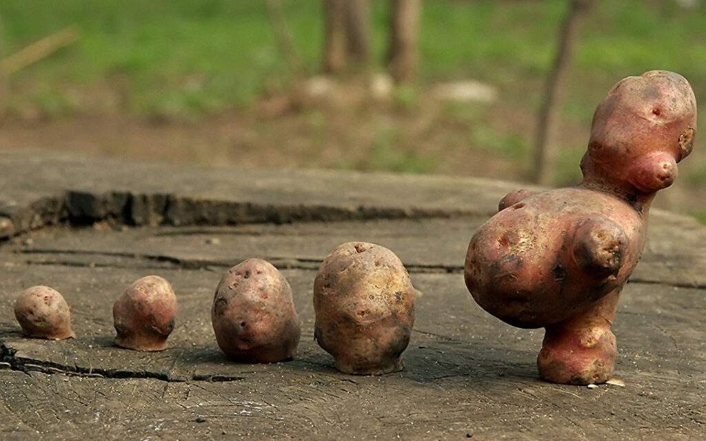 Was wiegt eine Kartoffel