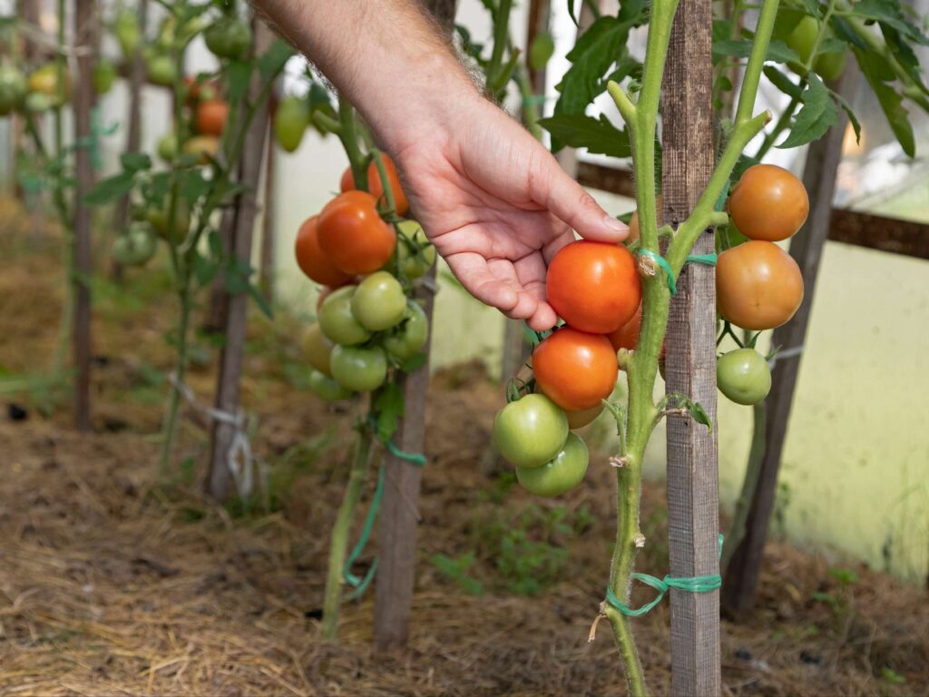 wiegt tomate
