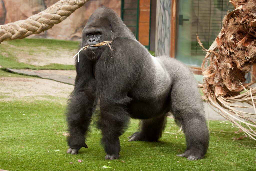 wiegt gorilla