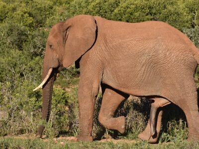 was wiegt ein ausgewachsener elefant