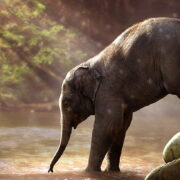 was wiegt ein elefantenbaby
