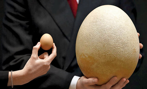 Was Wiegt Ein Ei