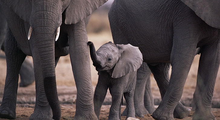 was wiegt ein elefantenbaby