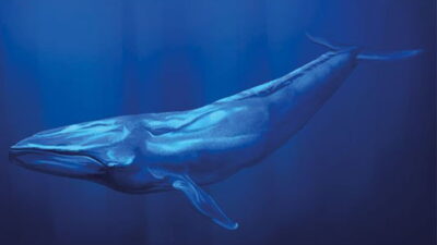 wie viel wiegt ein blauwal