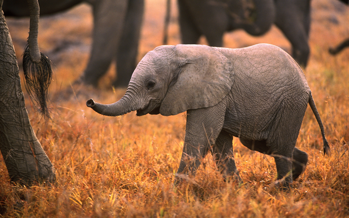 Was wiegt ein Elefantenbaby