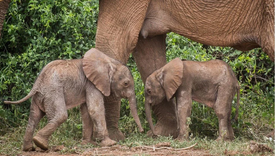 Wie viel wiegt ein Elefant