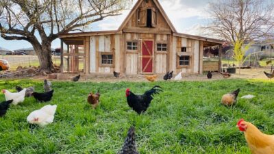 Warum machen hühner ihre eier kaputt