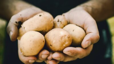 wie lange sind kartoffeln haltbar